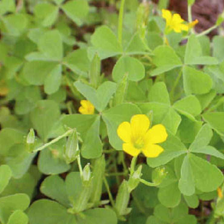 Clover