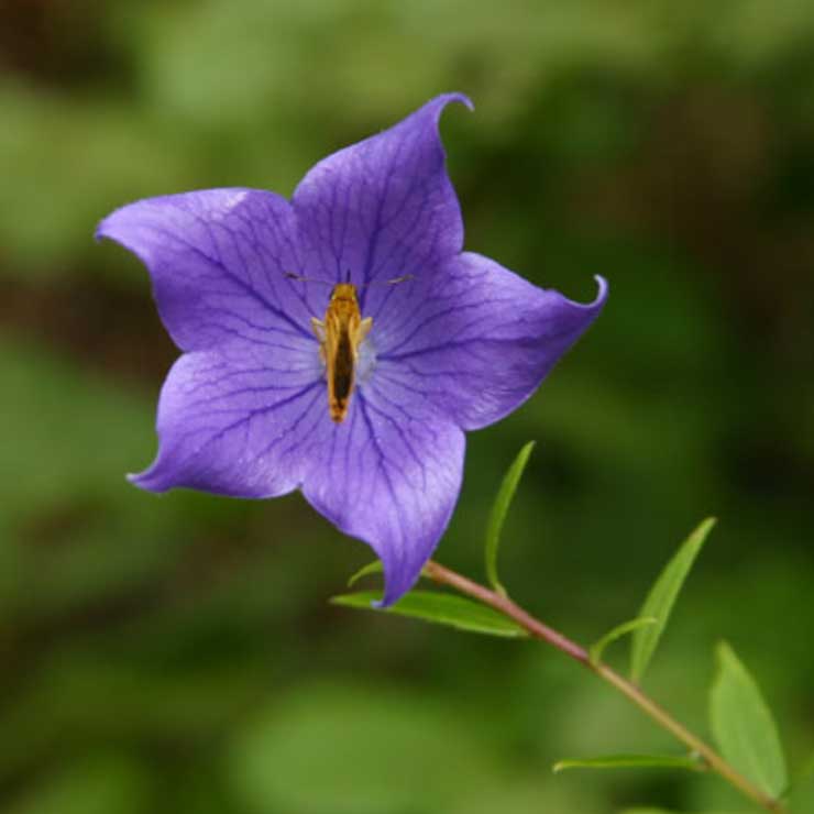 Bellflower