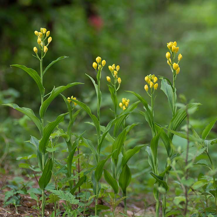 Gold Orchid