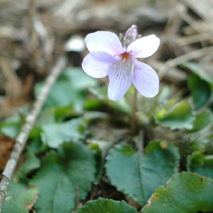 Tachitsubo Violet