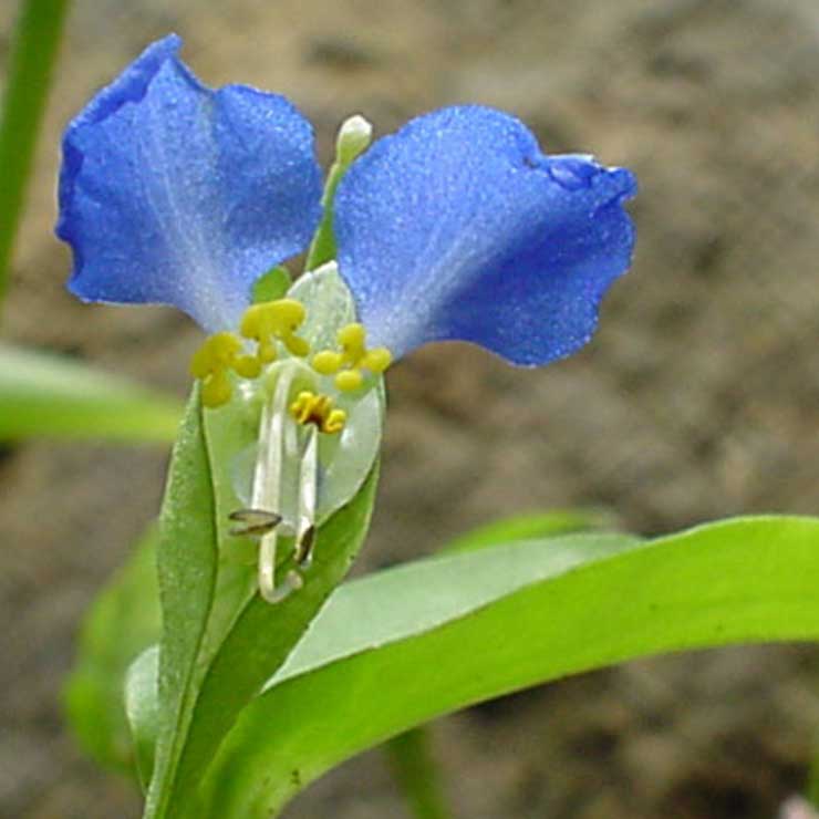 Dayflower