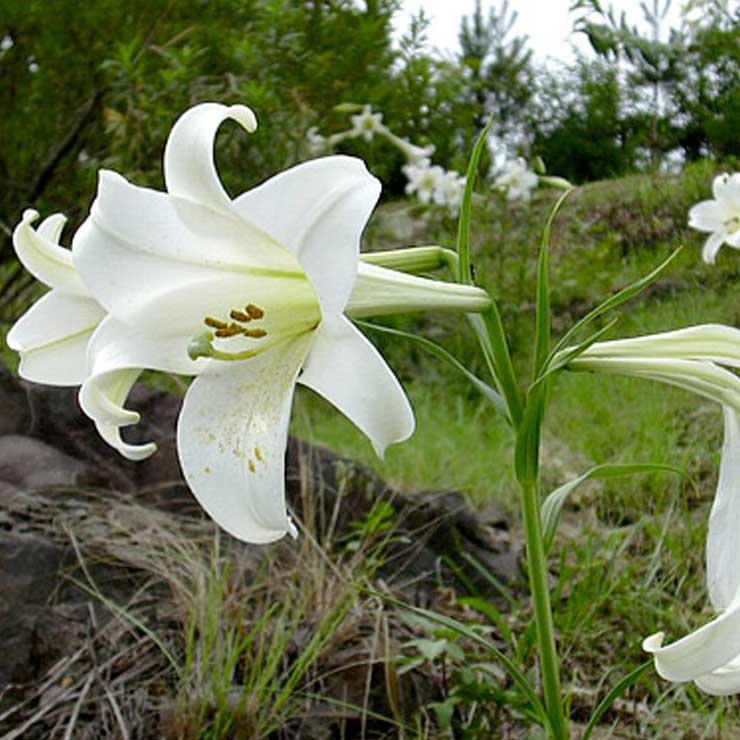 Tiger Lily