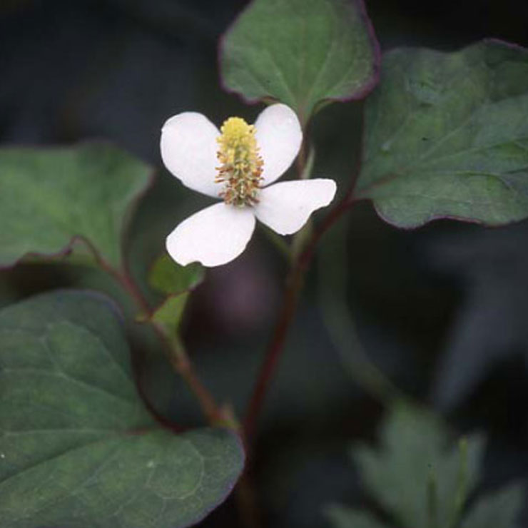 Houttuynia cordata