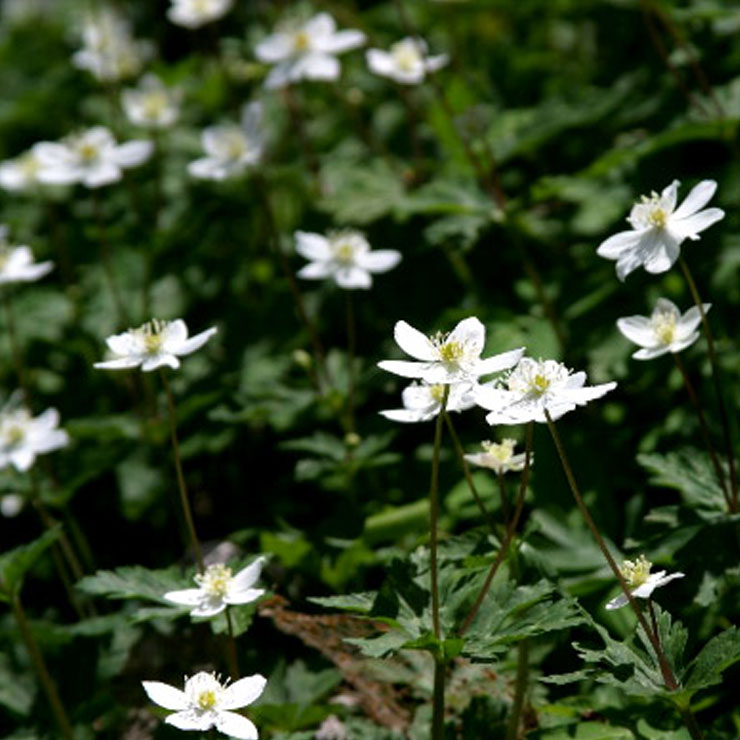 Anemone