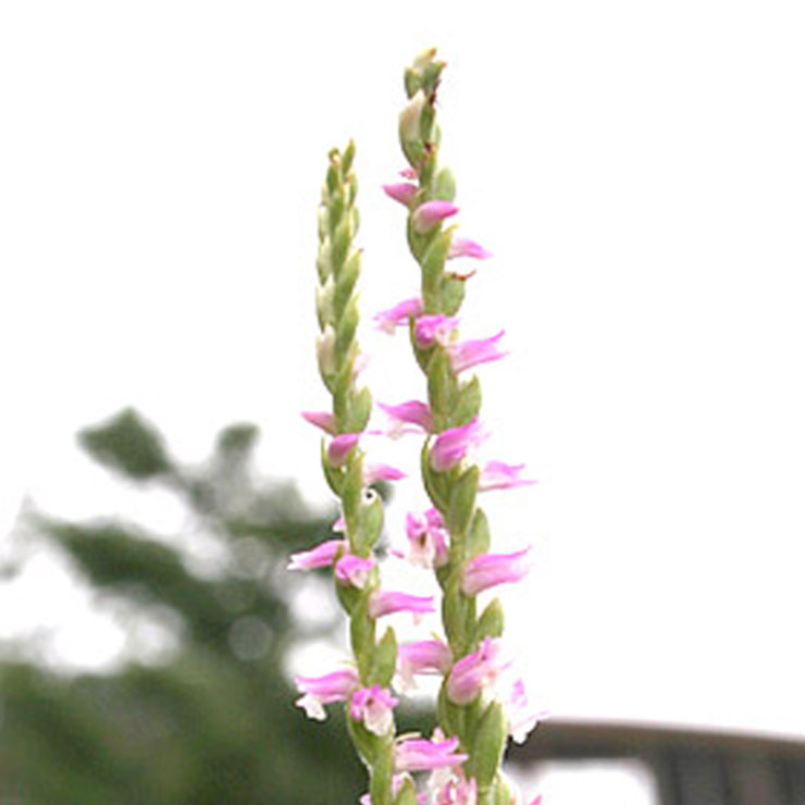 Spiranthes