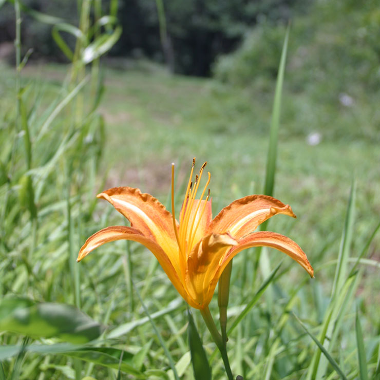 Daylily