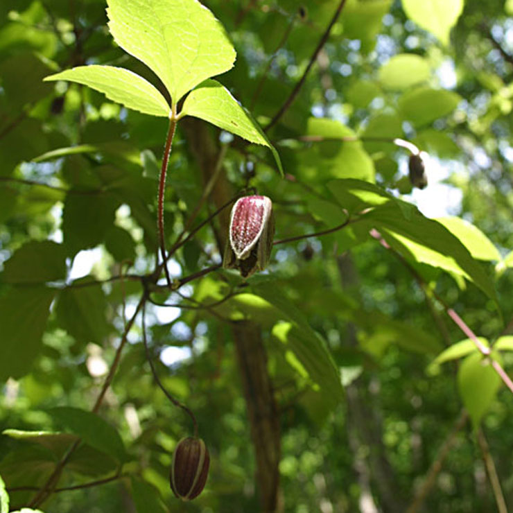 Hanshojuru