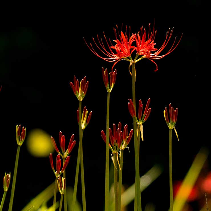 Spider Lily