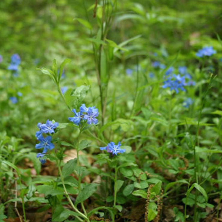 Bluebell