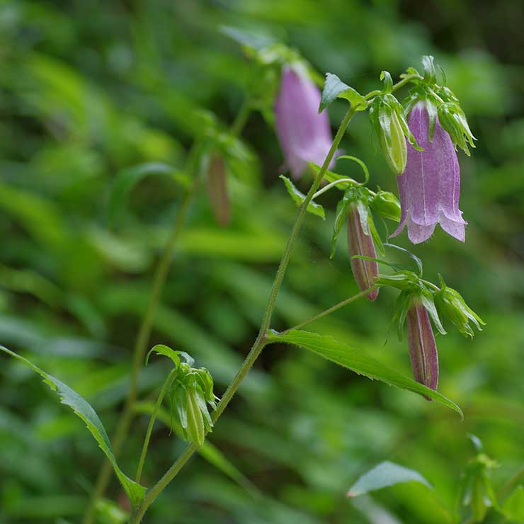 Campanula