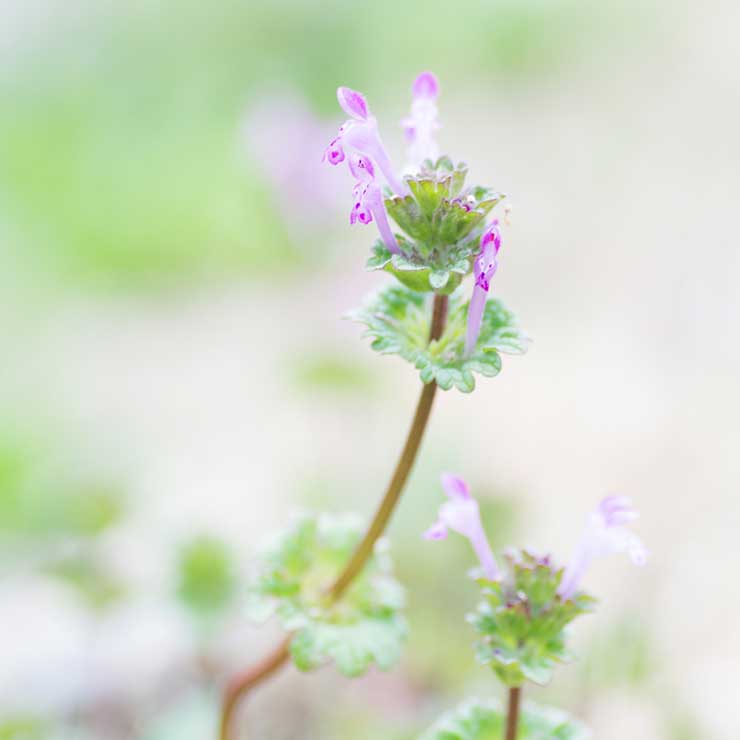 Henbit