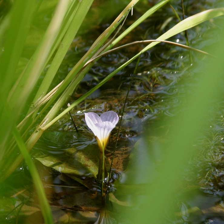 Water Plantain