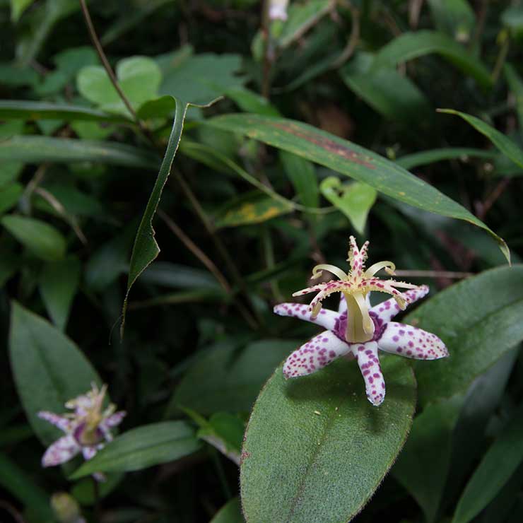 Yamajino Hototogisu