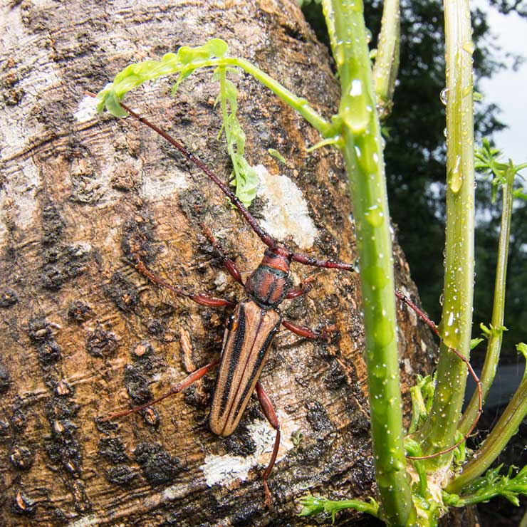 Blue-striped Longhorn Beetle