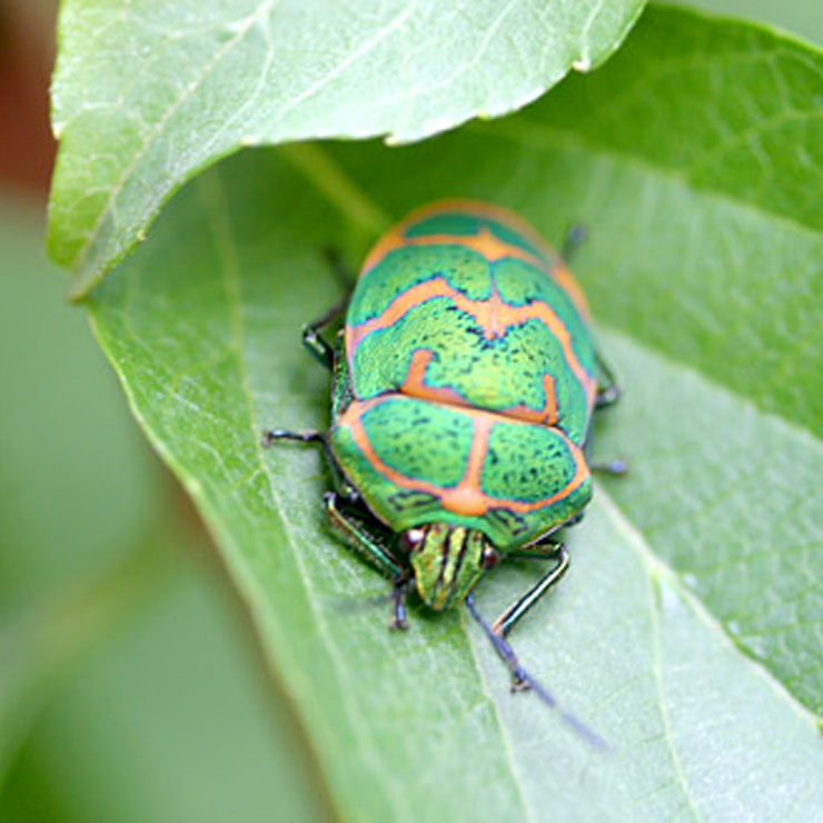 Red-striped stink bug