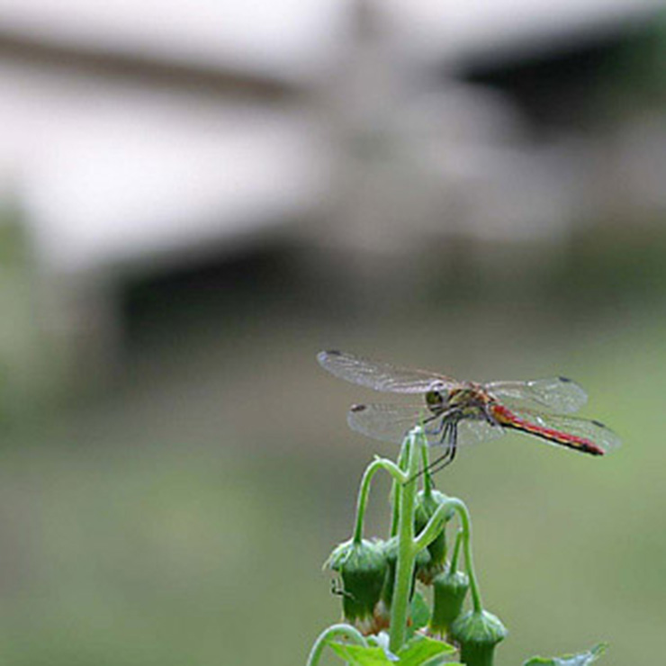 Red Dragonfly
