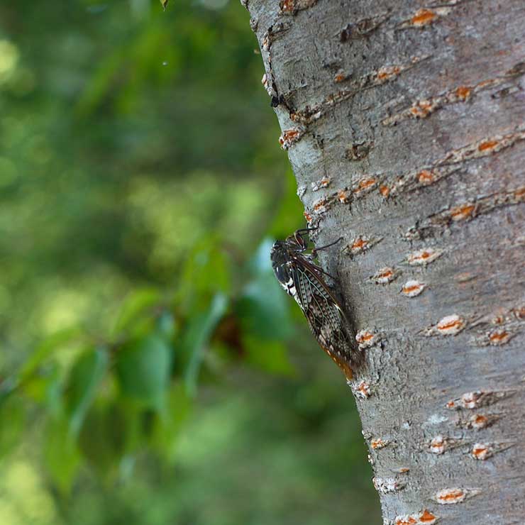 Cicada