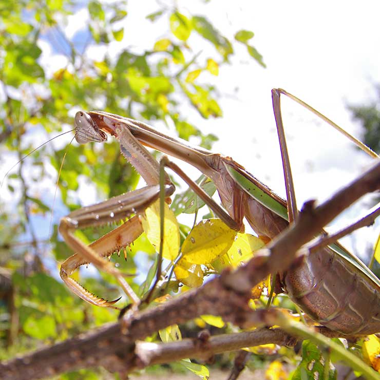 Giant Mantis