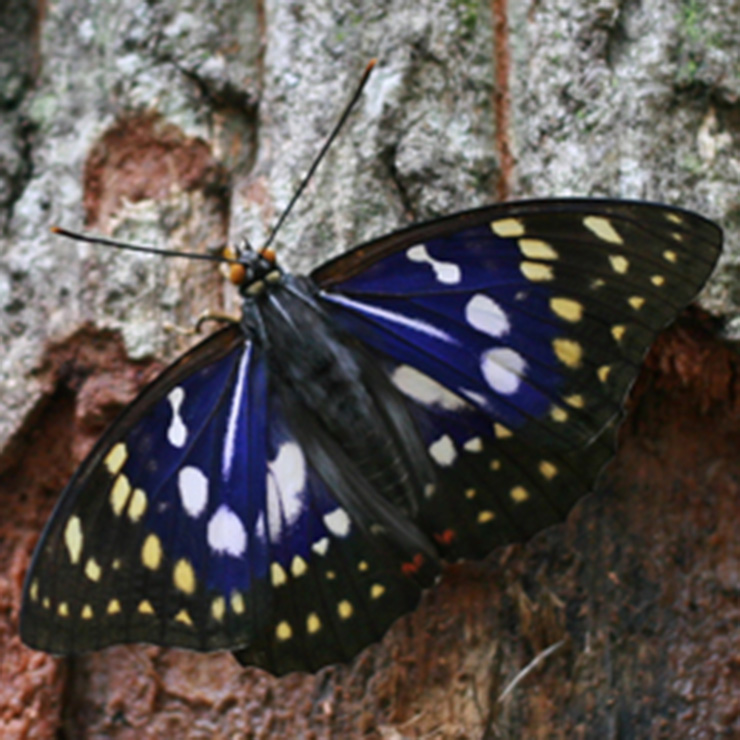 Purple Emperor Butterfly