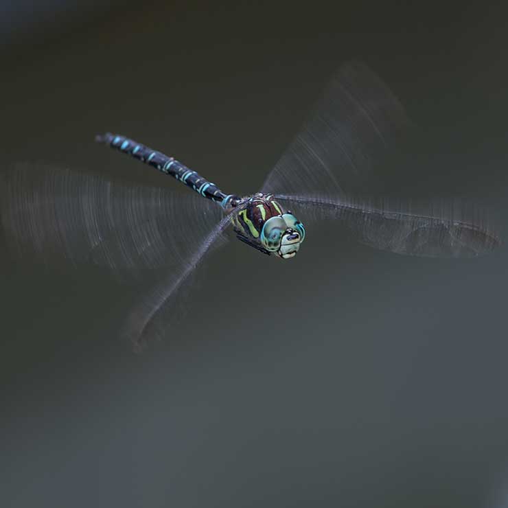 Blue Emperor Dragonfly