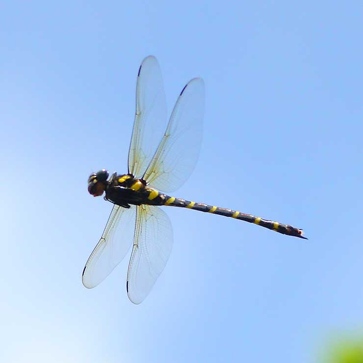 Giant Dragonfly