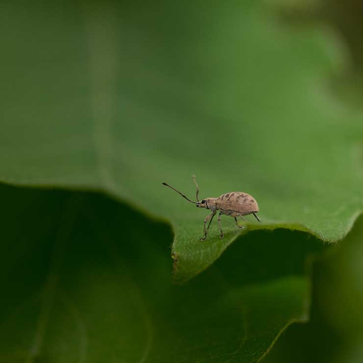 Kashiwakuchibuto Weevil