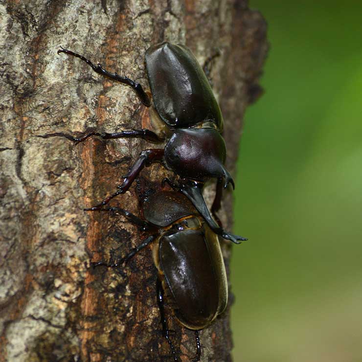 Beetle