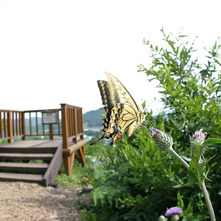 Swallowtail Butterfly