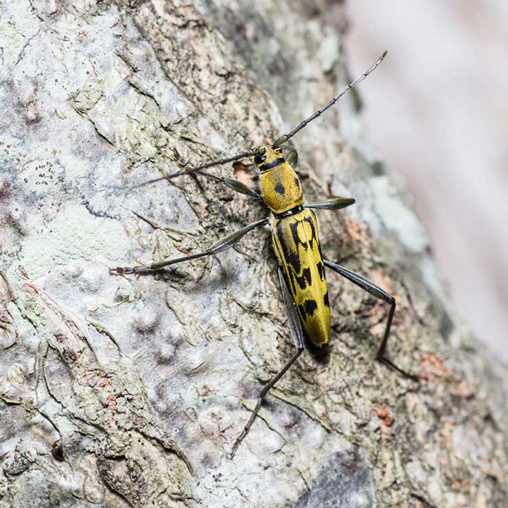 Yellow Tiger Longhorn Beetle