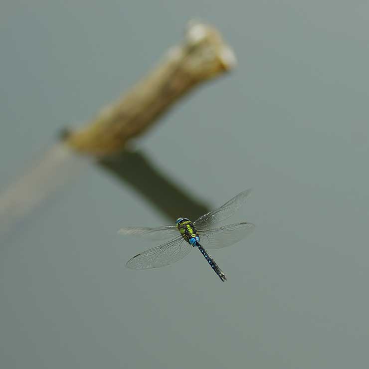 Cross-striped Dragonfly