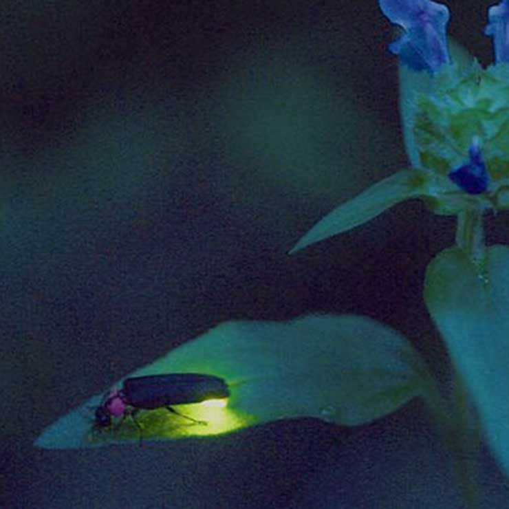 Firefly