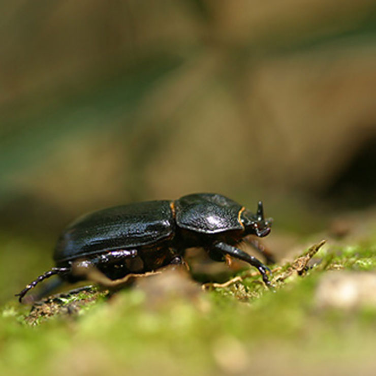 Coca Beetle