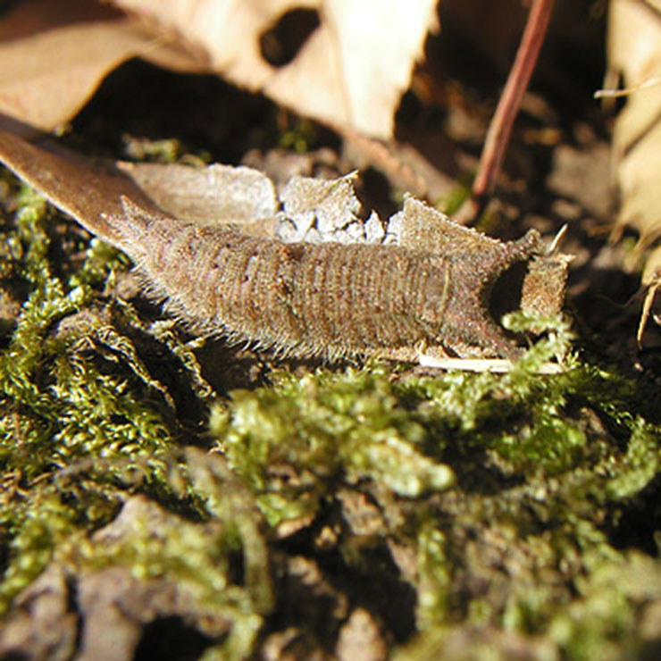 Papilio xuthus