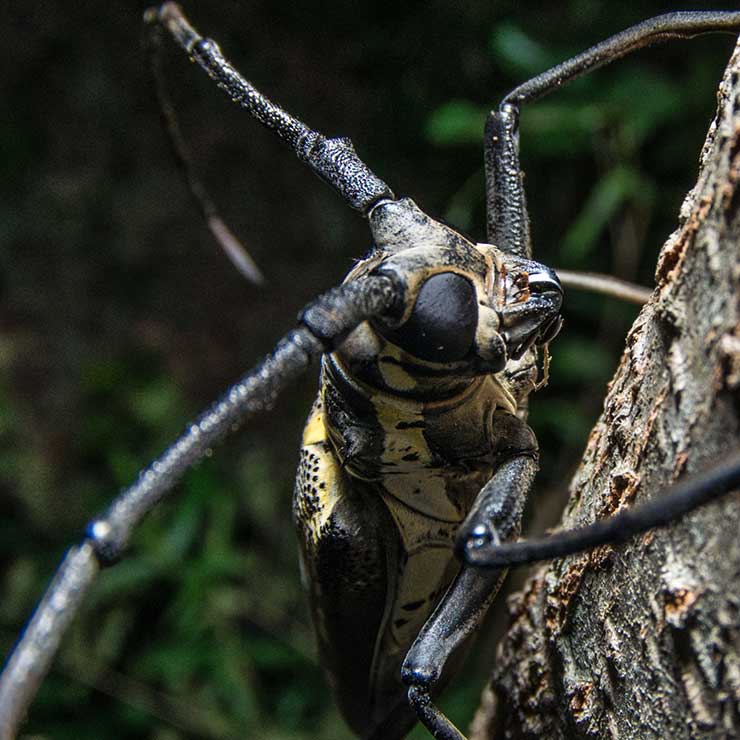 White-striped beetle