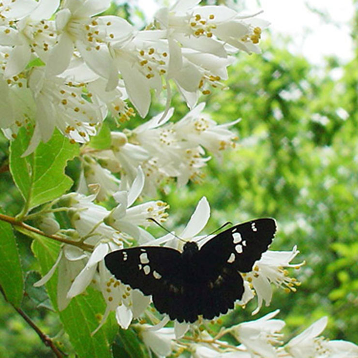 Daimyo Swallowtail