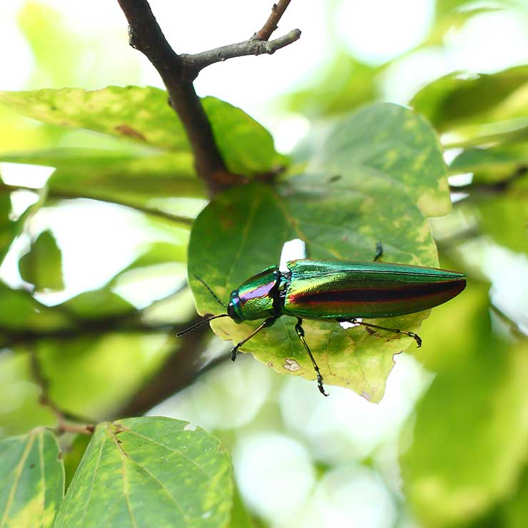 Jewel Beetle