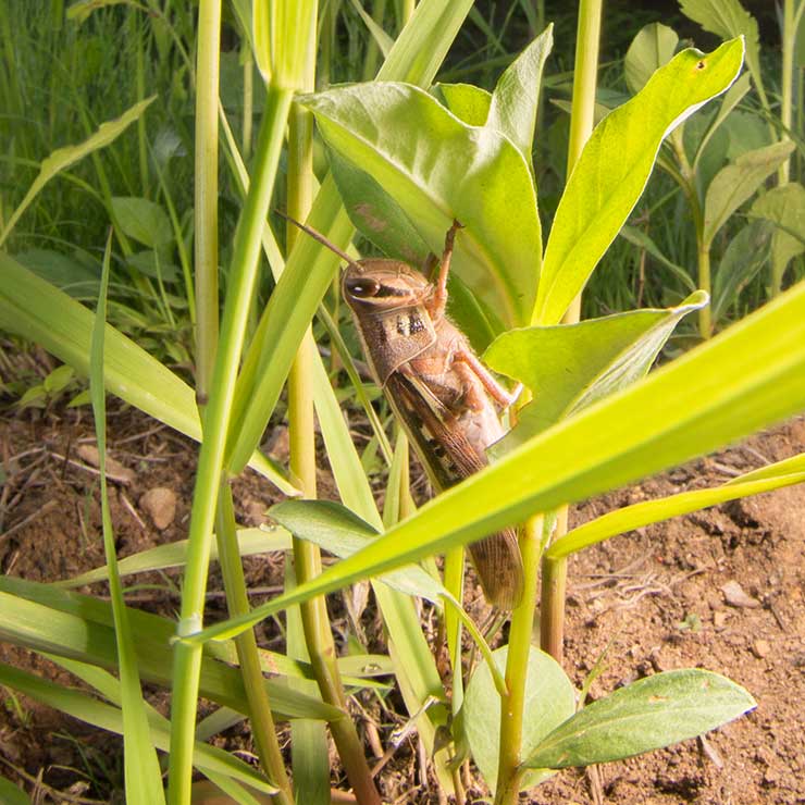 Groundhopper