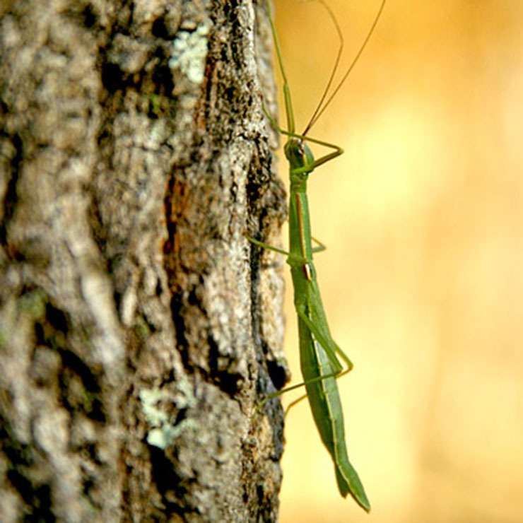 Tobinana Bush Cricket