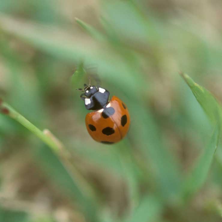 Seven Star Ladybug