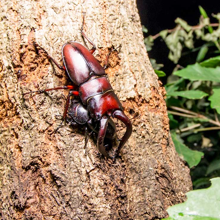 Sawtooth stag beetle