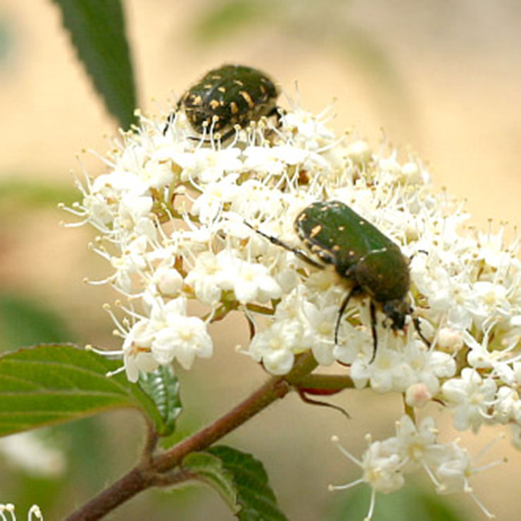 Flower Beetle