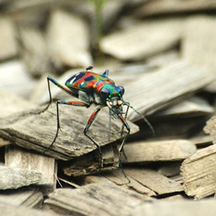 Mantis
