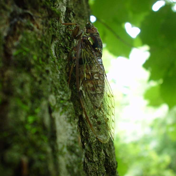 Evening cicada