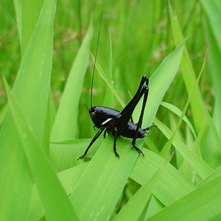 Himegis