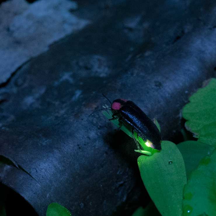 Heike Firefly