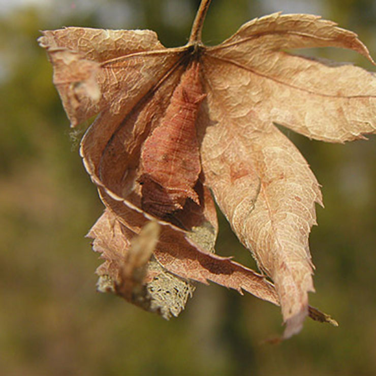 Misshaped Butterfly