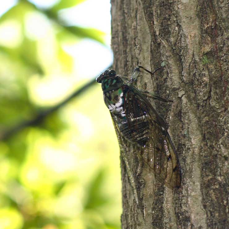 Cicada