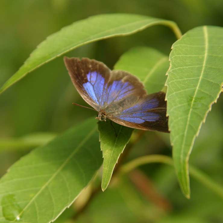 Purple Hairstreak