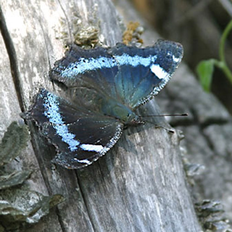 Blue Butterfly