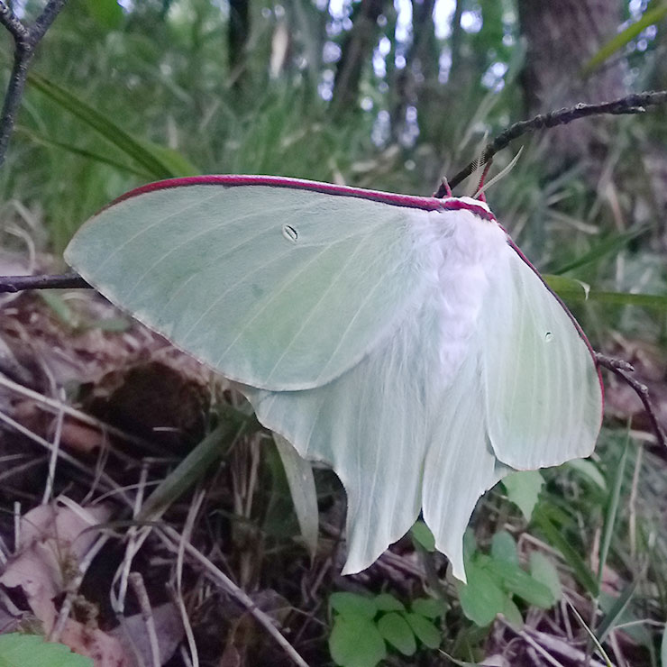 Giant Silk Moth
